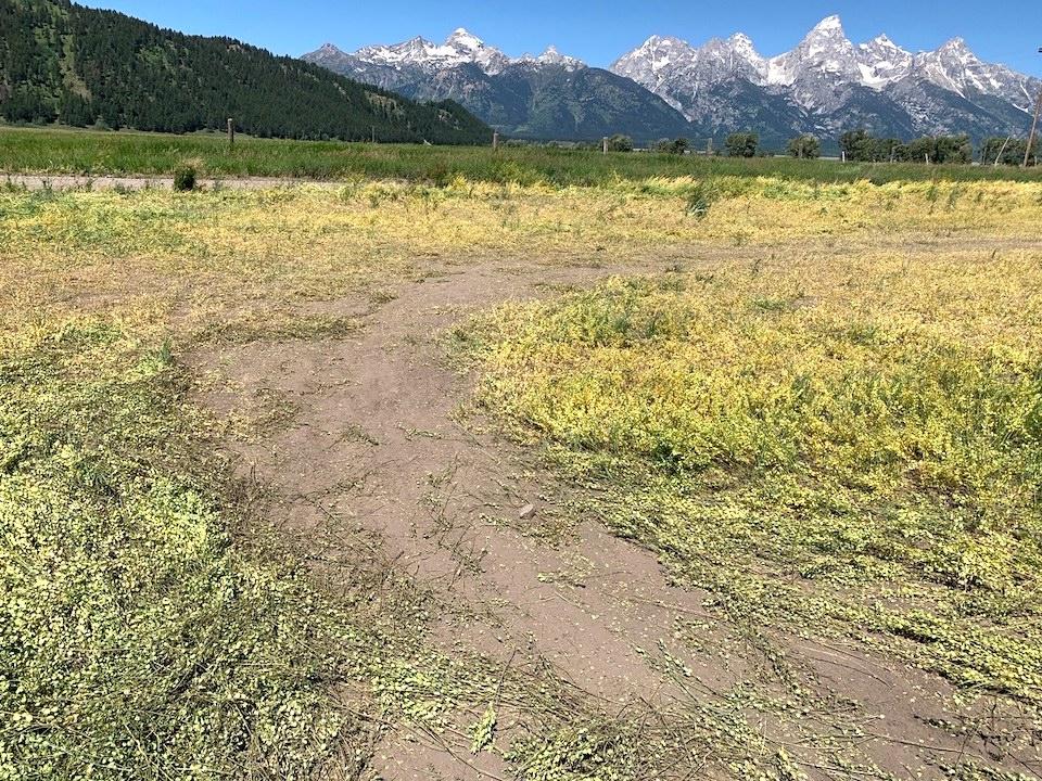 A band of dirt bike riders did extensive damage to a field in Grand Teton National Park that was being rehabilitated with native grasses/NPS