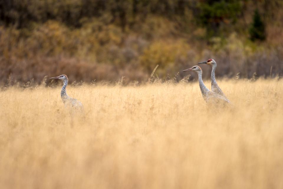 Sandhill cranes are gaining more native landscape in Grand Teton National Park/NPS Sandhill cranes are gaining more native landscape in Grand Teton National Park/NPS