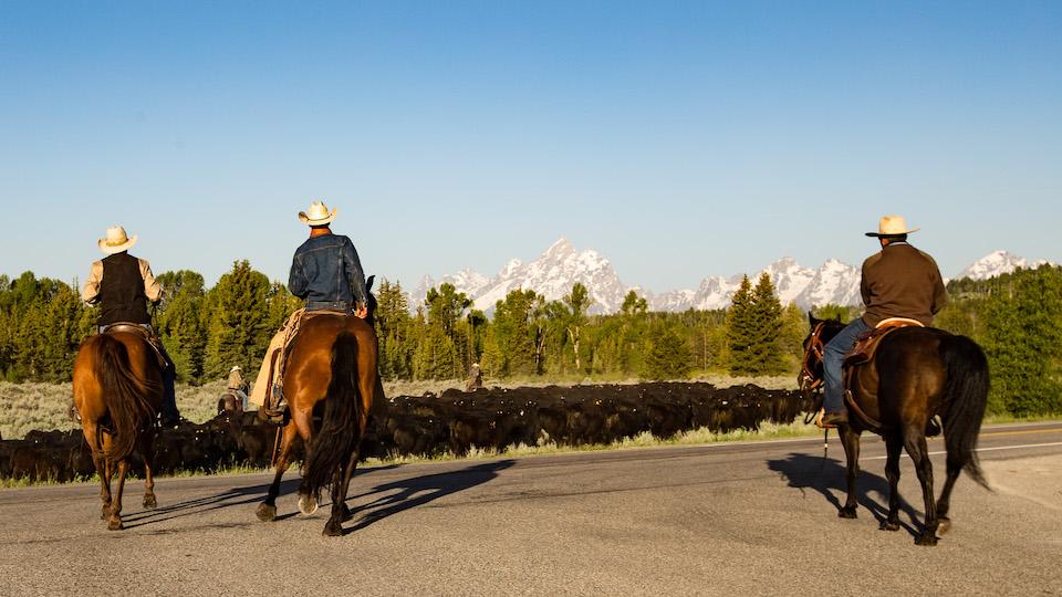 Cattle drive coming to Grand Teton National Park on Saturday/NPS