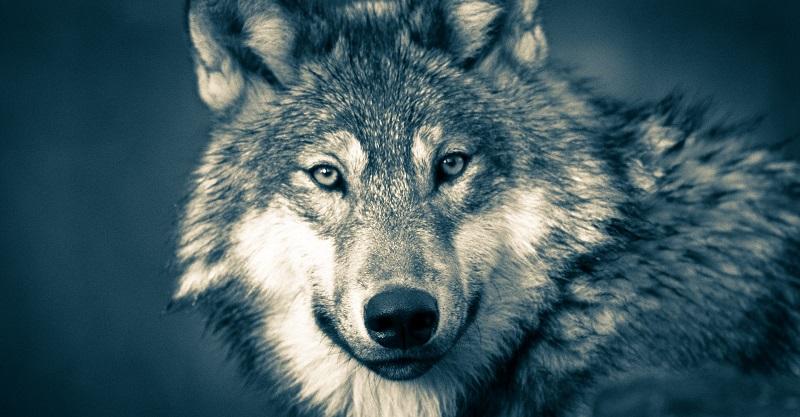 gray wolf, wildlife, grand teton, hunting
