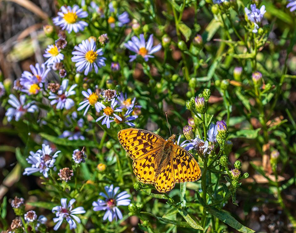A fritillary in the wildflowers, Grand Teton National Park / Rebecca Latson