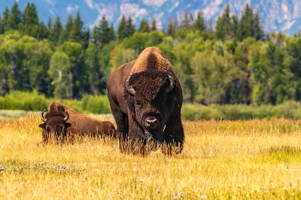 Behemoth, Grand Teton National Park / Rebecca Latson