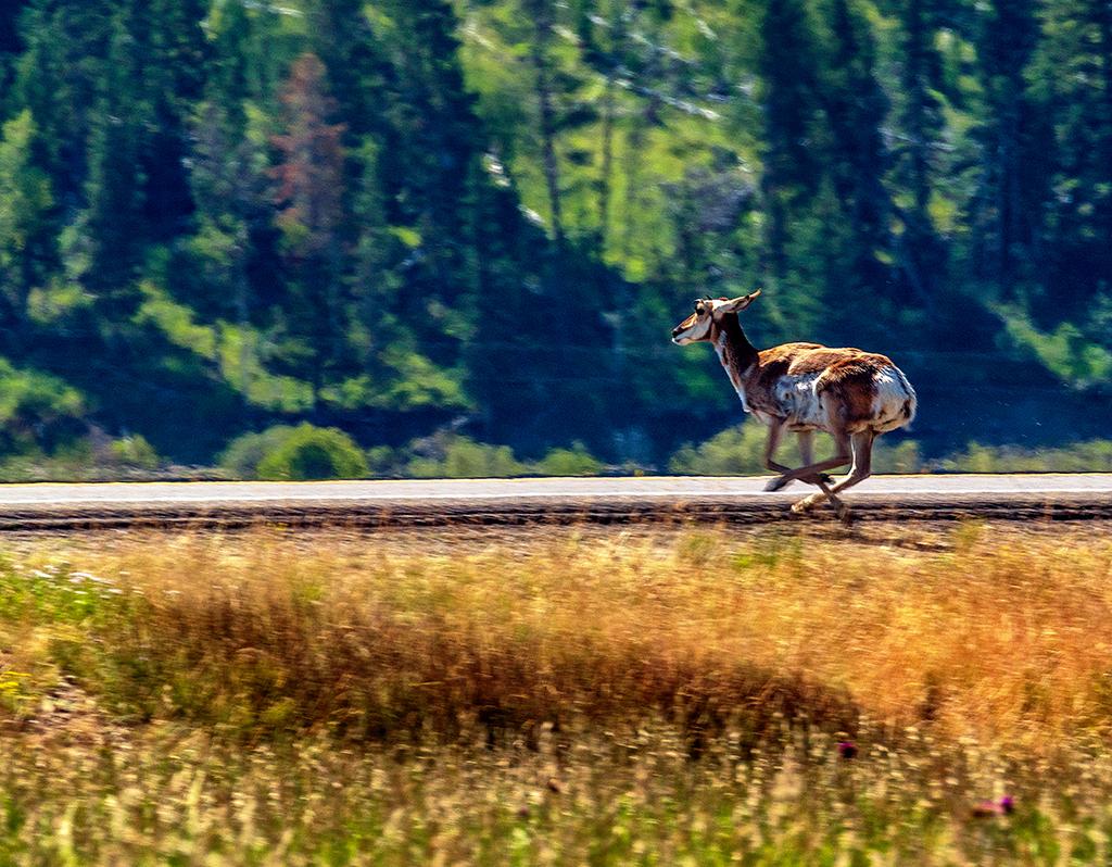 Pronghorn in motion, Grand Teton National Park / Rebecca Latson