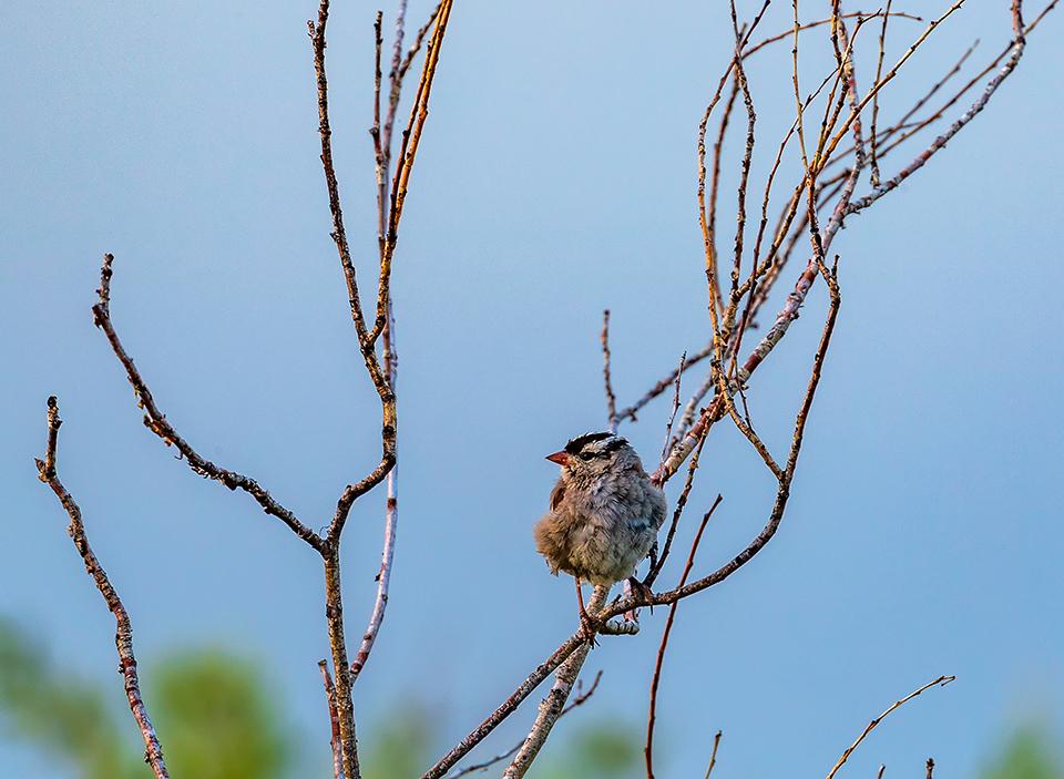 All fluffed up on a chilly summer morning, Grand Teton National Park / Rebecca Latson All fluffed up on a chilly summer morning, Grand Teton National Park / Rebecca Latson
