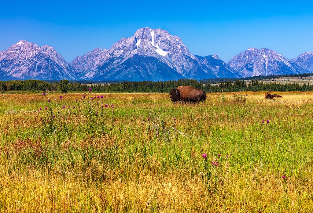 A home where the bison roam, Grand Teton National Park / Rebecca Latson