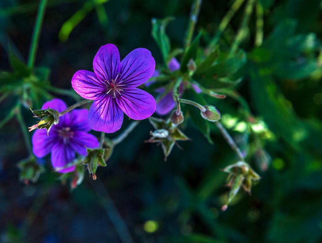 Purple geranium, Grand Teton National Park / Rebecca Latson