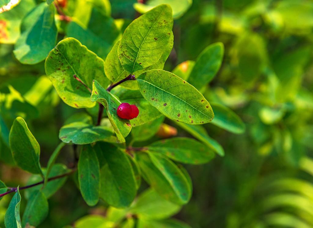 Little red berries, Grand Teton National Park / Rebecca Latson