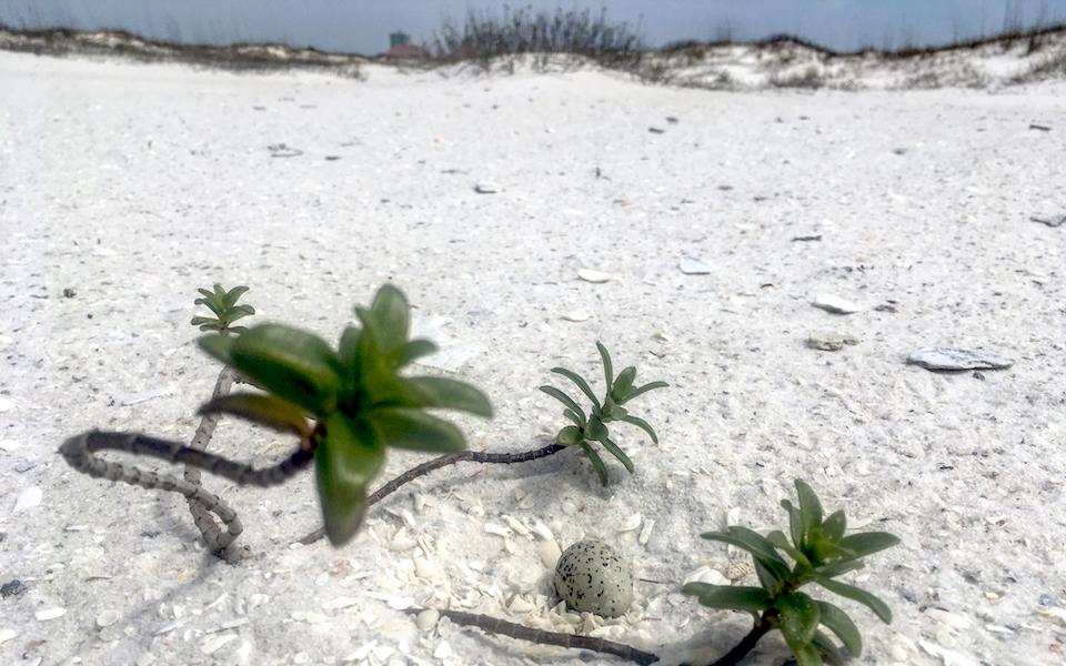 A small white egg with black spots sits on a white sand beach/NPS