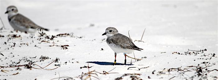 Piping plovers soon will be arriving at Gulf Islands National Seashore to winter/NPS