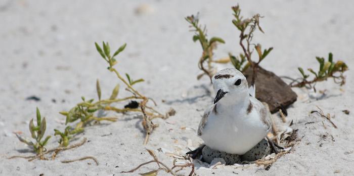 Shorebirds are beginning to nest at Gulf Islands National Seashore/NPS