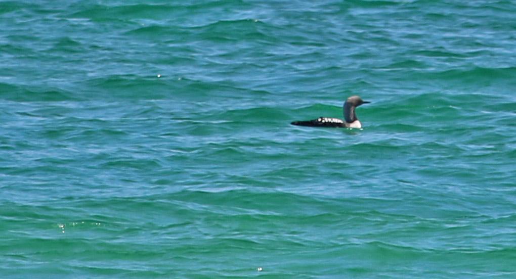 pacific loon, florida, birding, bird, loon, gulf islands national seashore, gulf of mexico