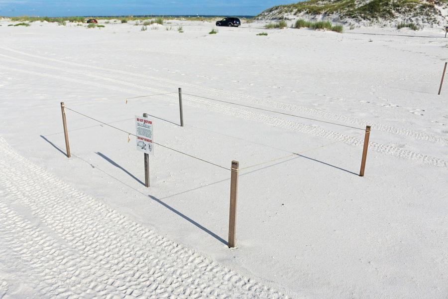 nature, sea turtle, beach, Gulf Islands National Seashore, national park, florida