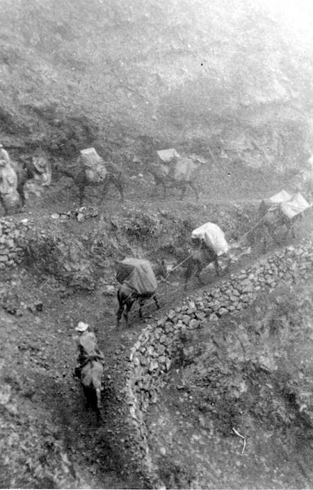 CCC crews and mules hauling equipment at Haleakala National Park/NPS archives