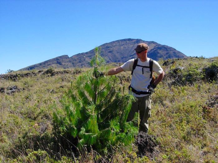 Invasive Mexican weeping pine at Haleakala National Park/NPS
