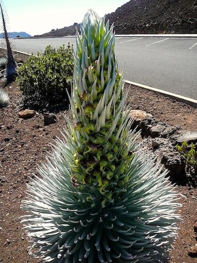 Silversword in partial bloom at Haleakala National Park/NPS