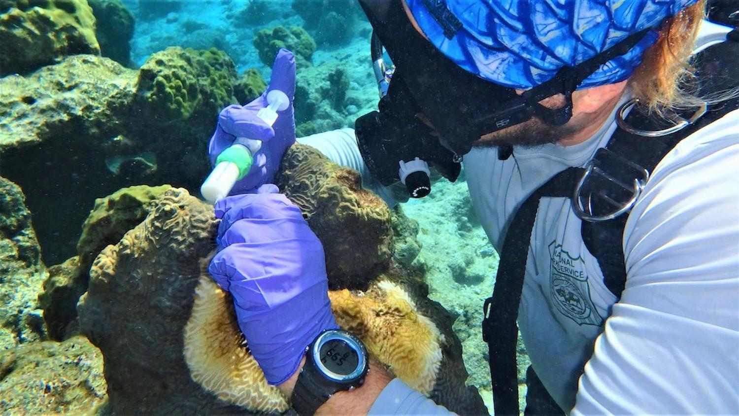 NPS biological science technician Nathaniel Hanna Holloway applies an amoxicillin treatment to a coral with white plague, a similar affliction to stony coral tissue loss disease, in Buck Island Reef in February, 2020. Source: Kristen Ewen, NPS.