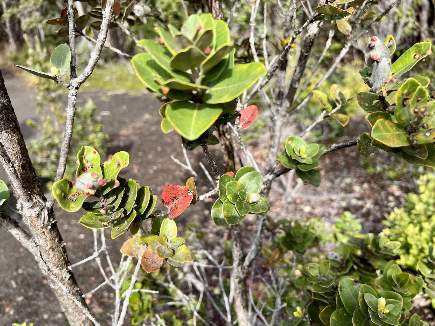 Jane Field spotted this ailing ʻŌhiʻa tree while we headed out to tackle invasive species.
