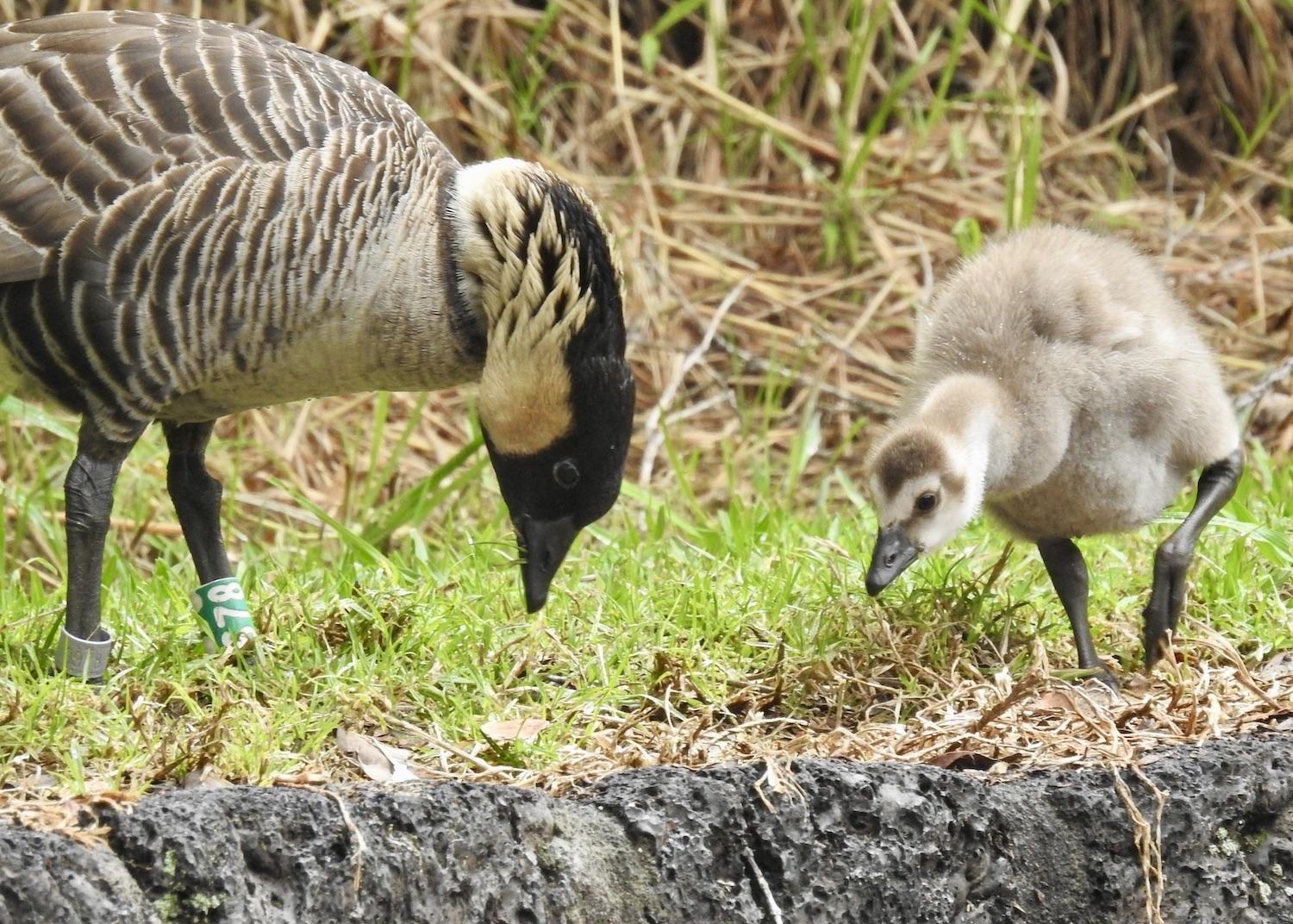 Nēnē 678 teaches her gosling to forage in the parking lot by Devastation Trail.