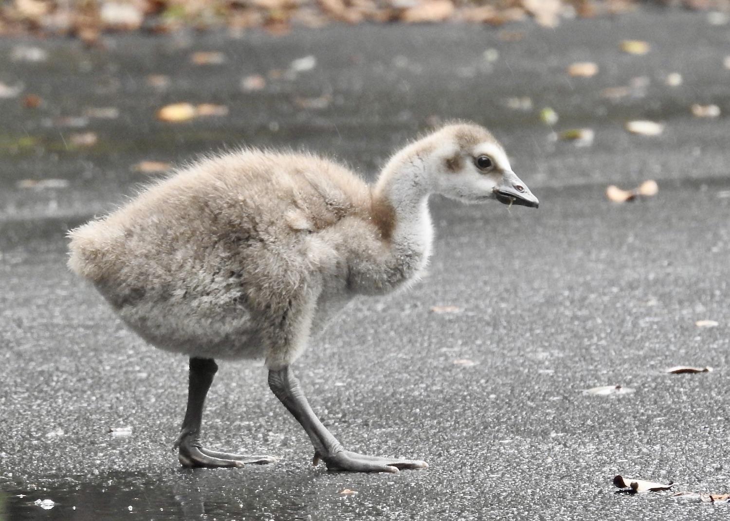 This nēnē gosling is already learning not to fear humans and to approach them for food.