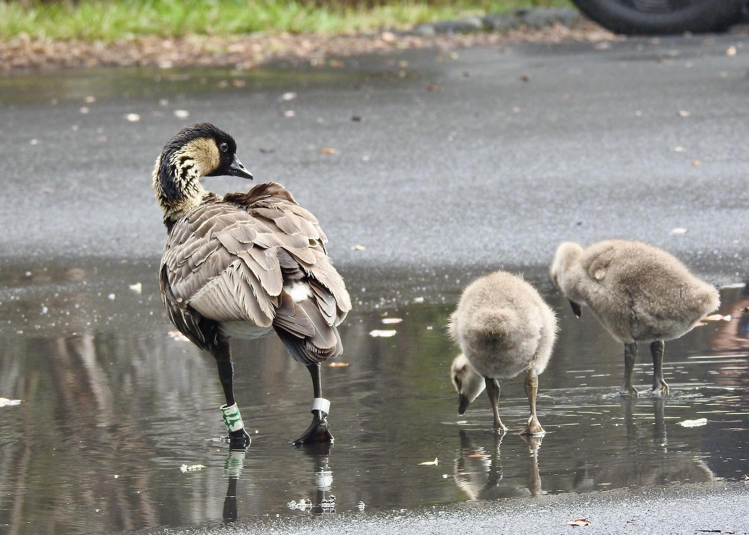A rear view of three members of a nēnē family in a parking lot puddle.