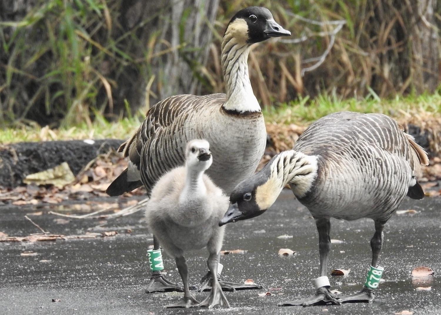 Three members of a nēnē family wander in the parking lot by Devastation Trail in February 2023.