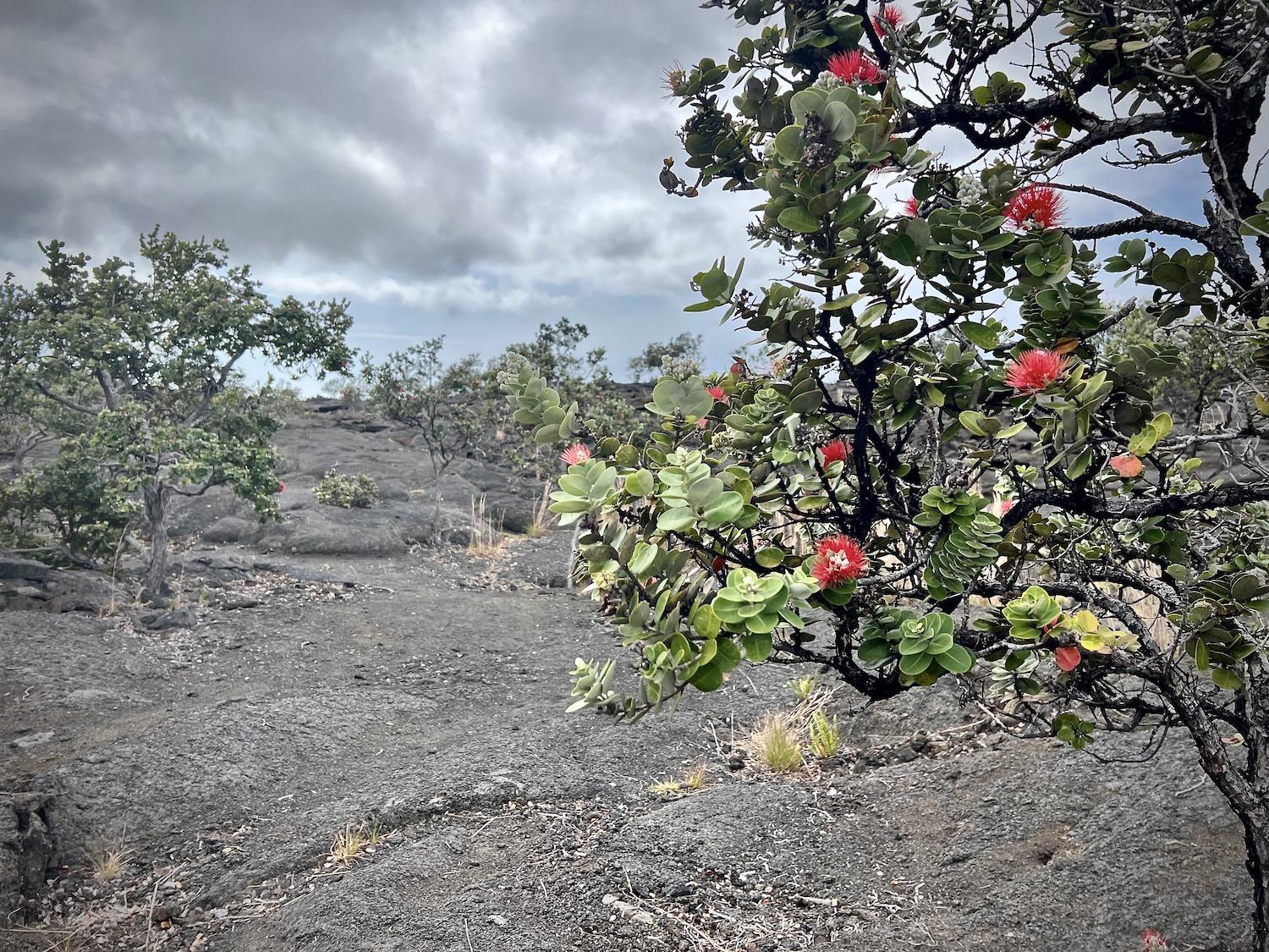 On the Pu'u o Lokuana Trail, there are plenty of healthy ʻŌhiʻa Lehua trees.