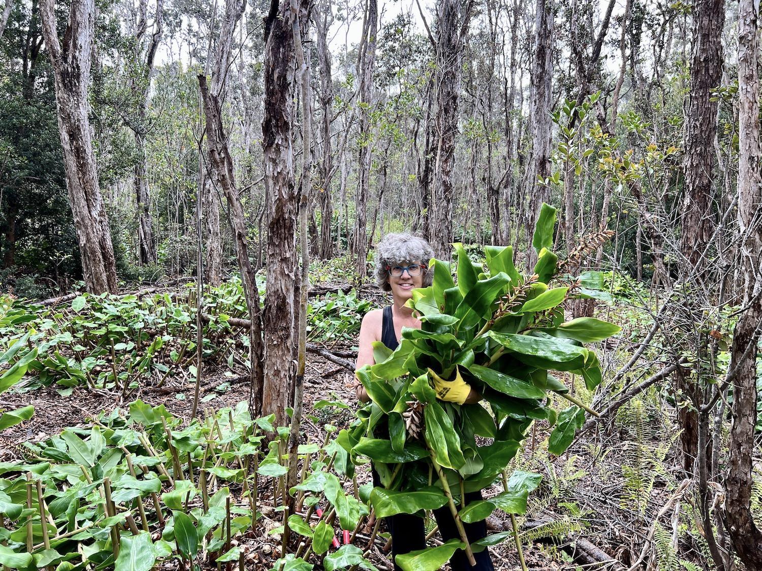 Writer Jennifer Bain holds an armful of invasive Himalayan ginger that she has cut and is about to pile in the rainforest at Hawai'i Volcanoes National Park.