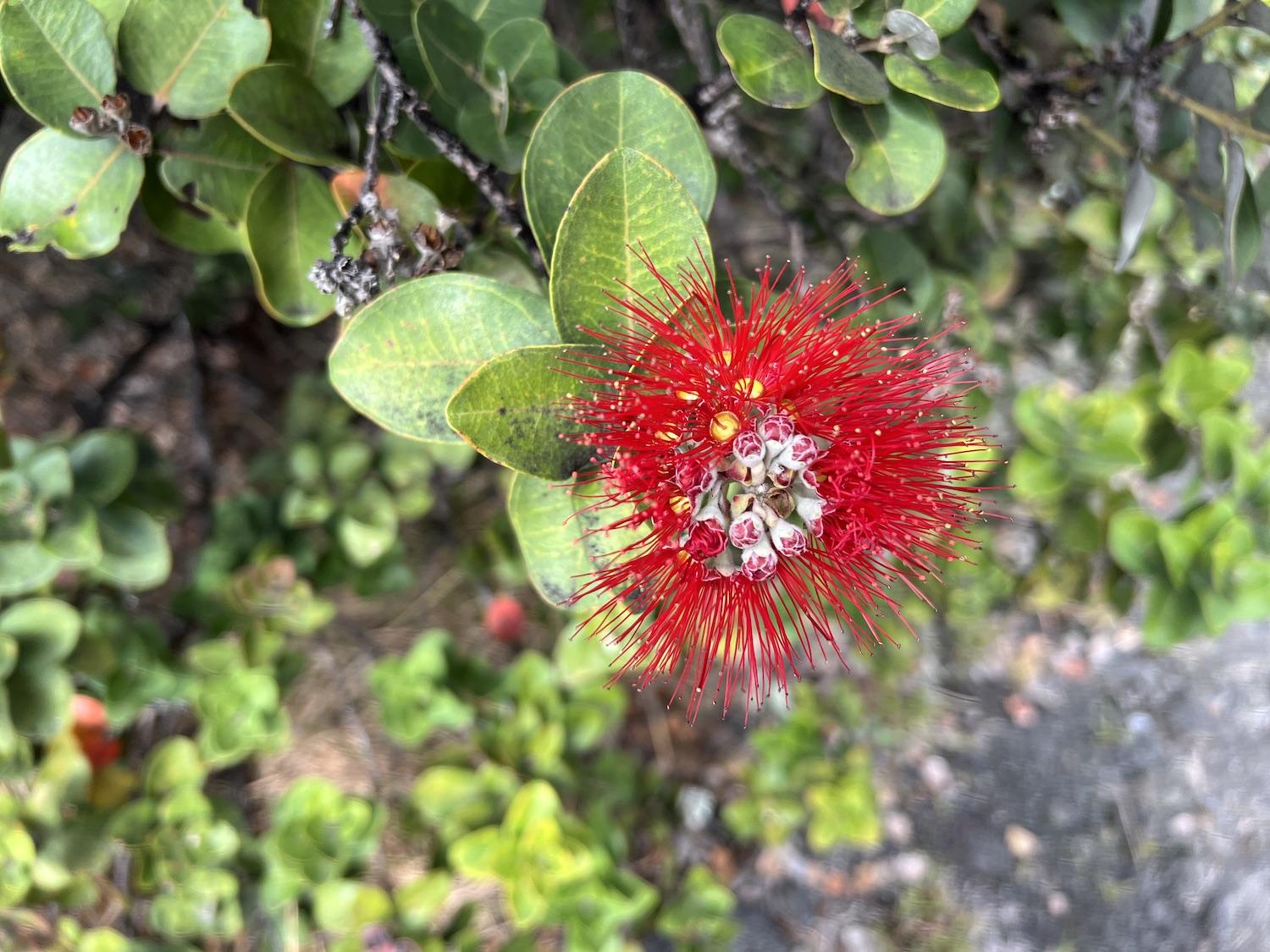 A healthy ʻŌhiʻa tree blooms on Pu‘u o Lokuana Trail in the Kahuku Unit.