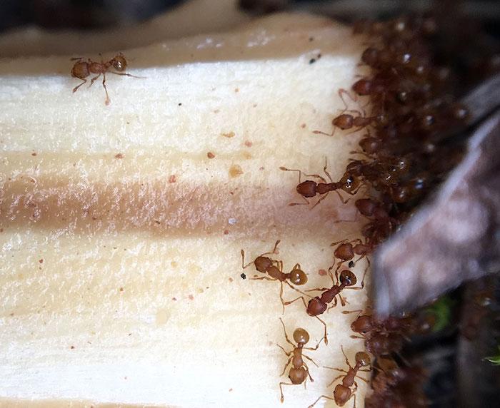 Little fire ants swarm the end of a chopstick laced with peanut butter during monitoring at the Steam Vents parking lot/NPS, Jessica Ferracane Little fire ants swarm the end of a chopstick laced with peanut butter during monitoring at the Steam Vents parking lot/NPS, Jessica Ferracane