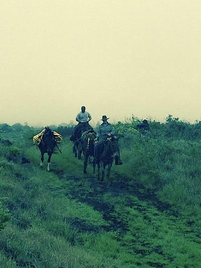 Mules to the rescue at Hawai'i Volcanoes National Park/NPS