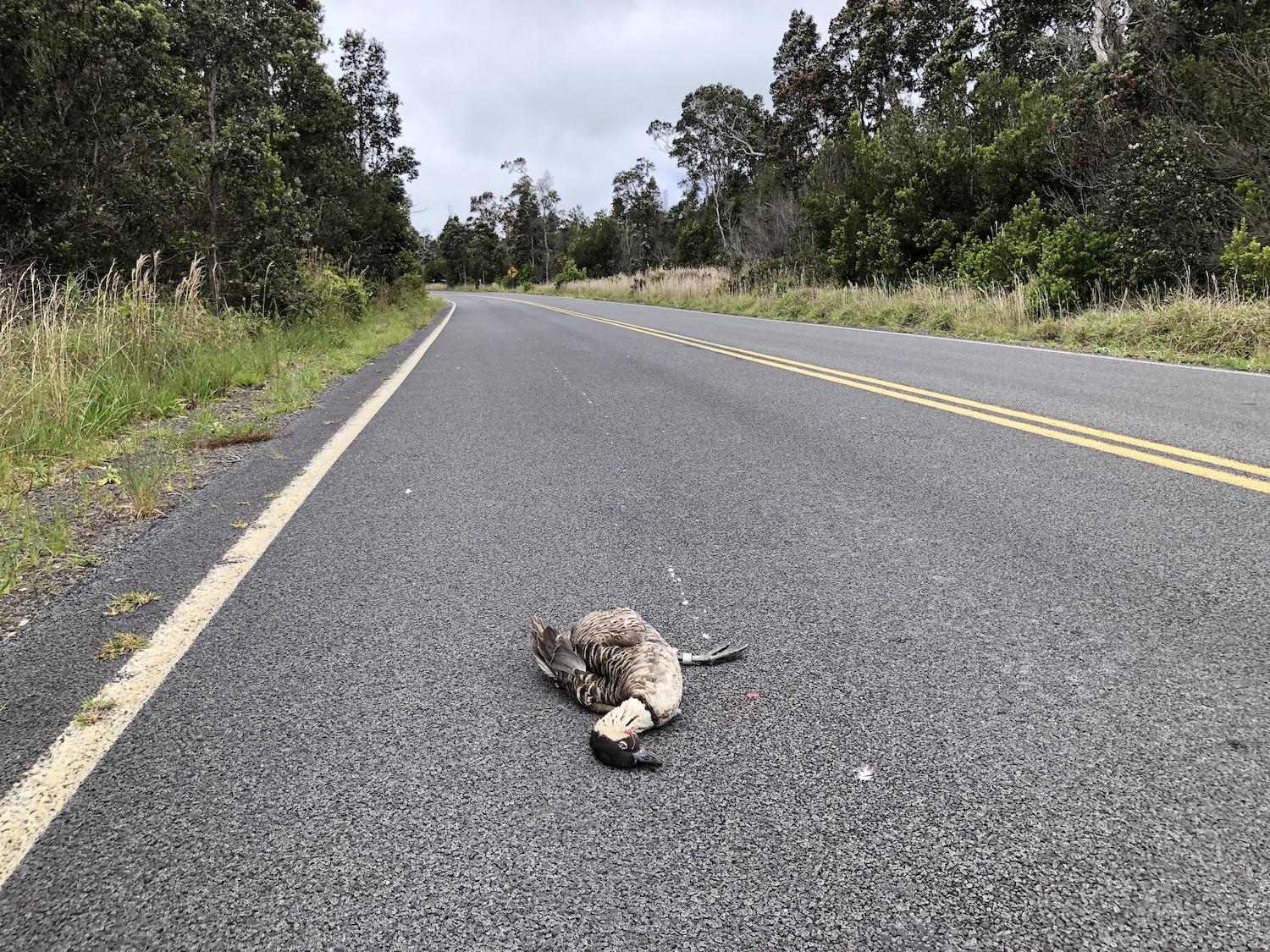 A 2019 file shot from Hawai'i Volcanoes National Park shows a nēnē that has been killed by a vehicle.