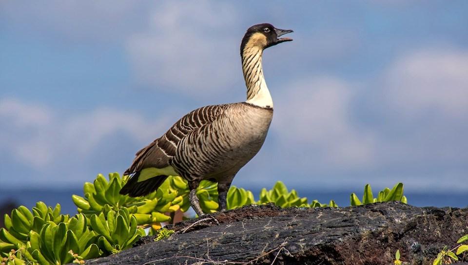 The nēnē population has made dramatic climbs since the 1970s, when it was thought just 50 of the birds remained/NPS, Janet Wei The nēnē population has made dramatic climbs since the 1970s, when it was thought just 50 of the birds remained/NPS, Janet Wei