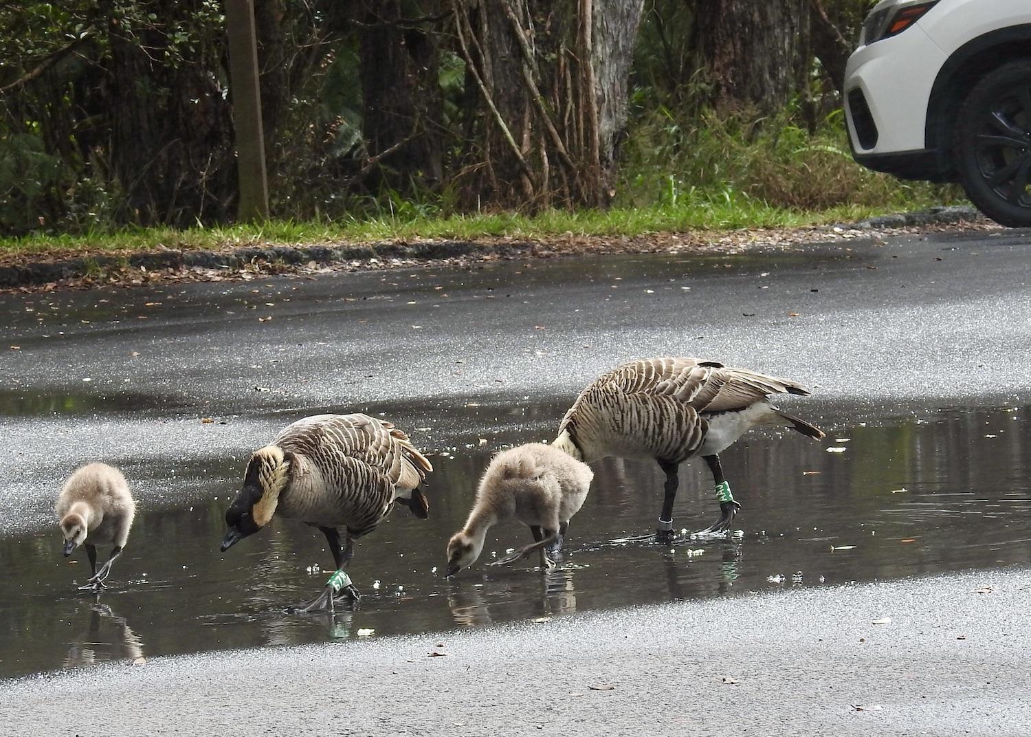 This nēnē family wanders a parking lot in Hawai'i Volcanoes National Park in February during a summit eruption.