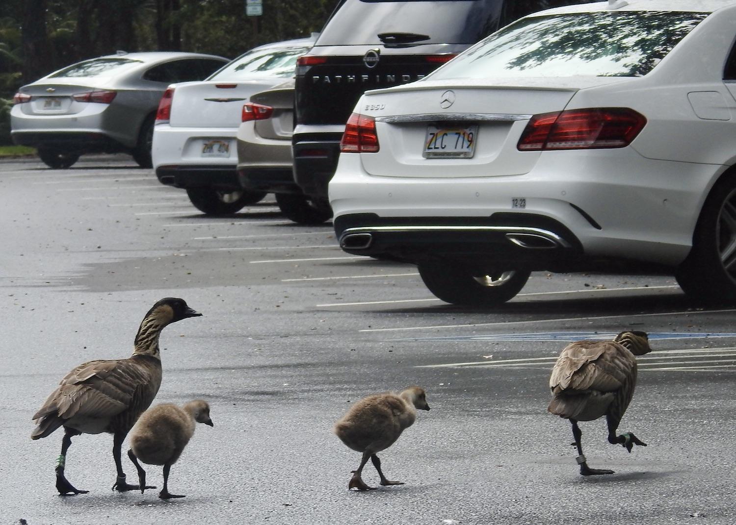 When nēnē start frequenting parking lots at Hawai'i Volcanoes, the area might be temporarily closed.