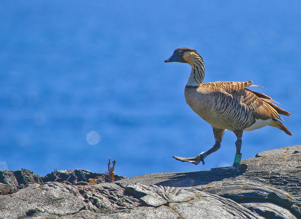 Endemic nene near the coast, Hawai'i Volcanoes National Park / NPS-Janice Wei Endemic nene near the coast, Hawai'i Volcanoes National Park / NPS-Janice Wei