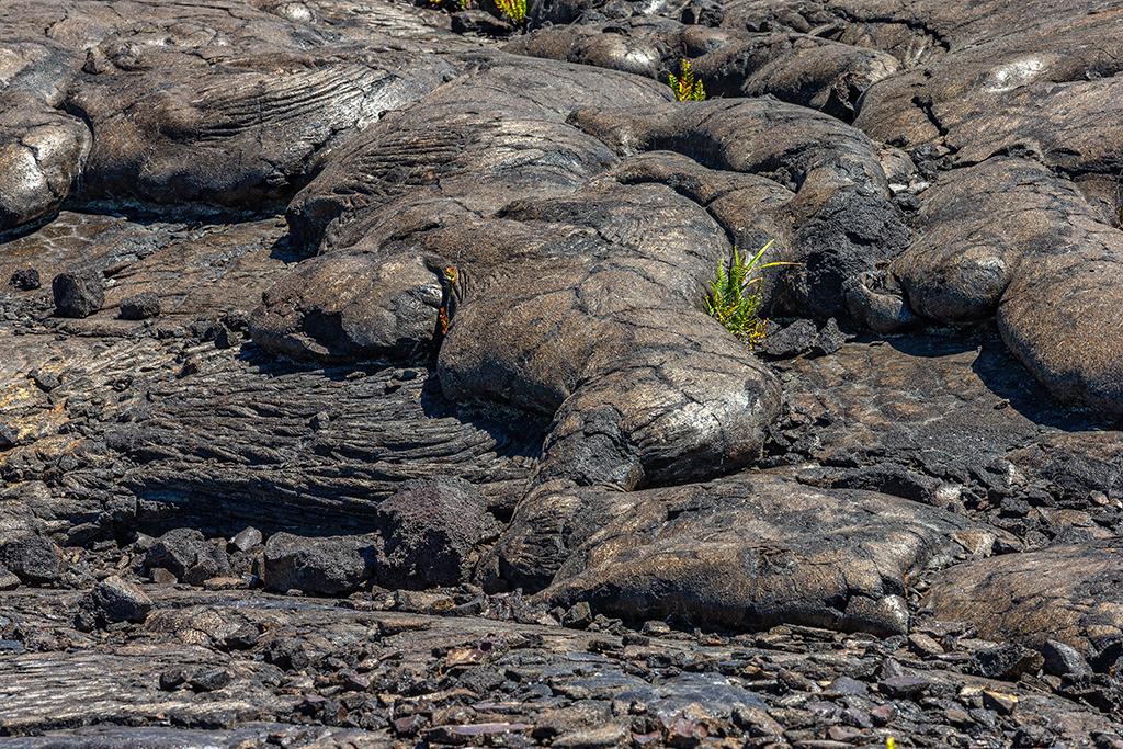 "Golden" pahoehoe along the Chain of Craters Road, Hawai'i Volcanoes National Park / Rebecca Latson
