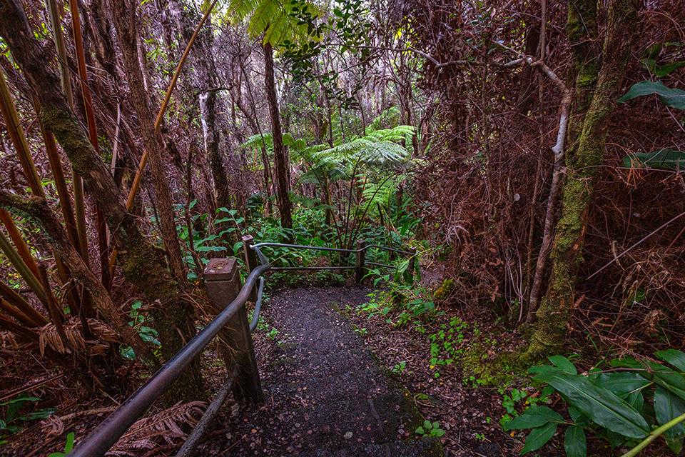 The Kilauea Iki Trail descends into the rain forest environment, Hawai'i Volcanoes National Park / Rebecca Latson