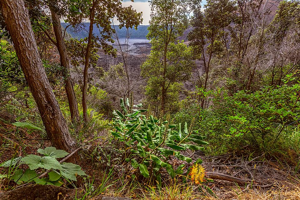 Invasive ginger in the foreground and a view of the Kilauea Iki Trail beyond, Hawai'i Volcanoes National Park / Rebecca Latson