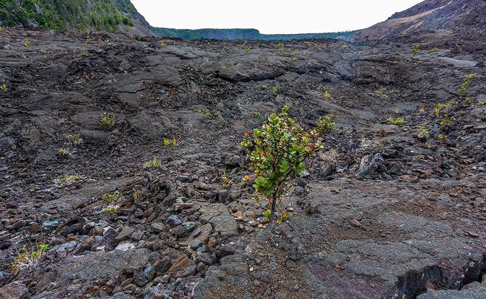 ʻŌhiʻa Lehua amid the barren landscape along the Kilauea Iki Trail, Hawai'i Volcanoes National Park / Rebecca Latson