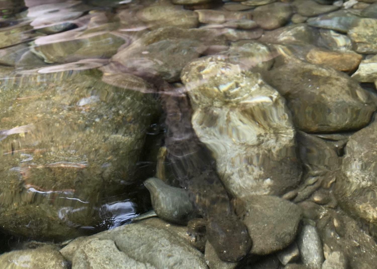 In 2020, this Eastern hellbender was spotted in Little River at Little Arrow Outdoor Resort.