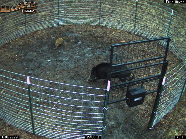 A hog in a corral trap at Great Smoky Mountains