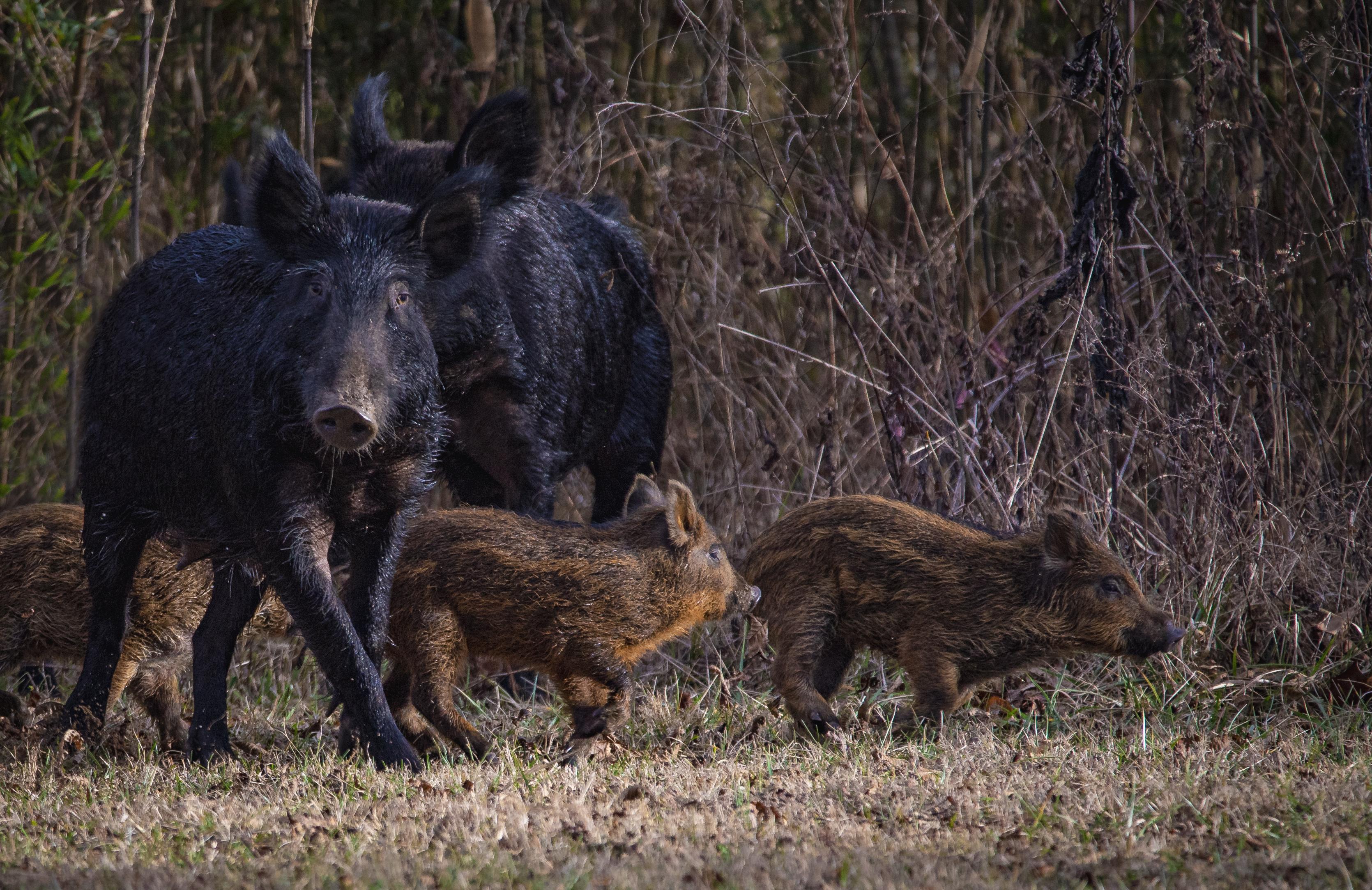 Feral hogs in Cades Cove, Great Smoky Mountains