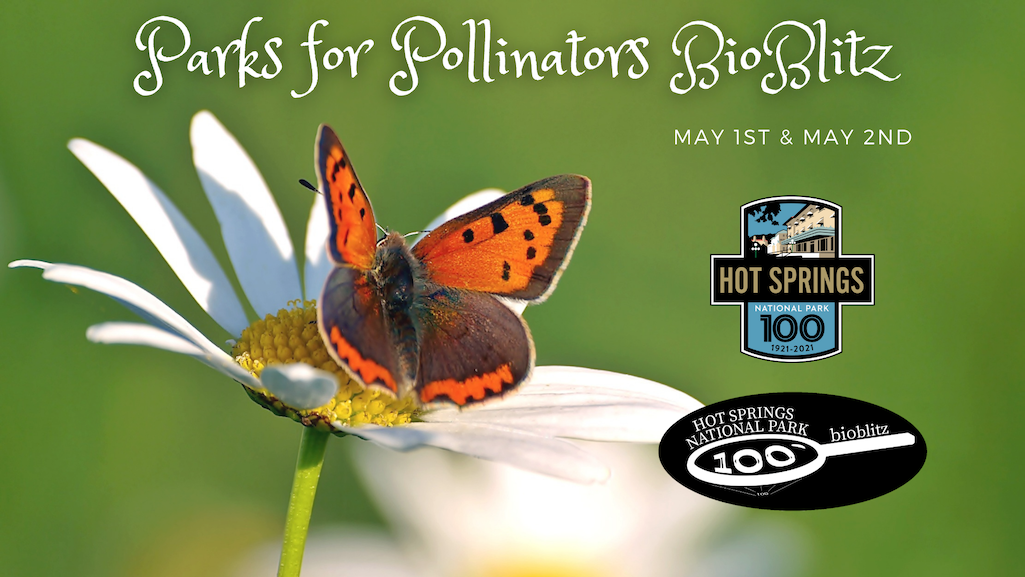 A bioblitz focused on flowering plants and their pollinators will be held at Hot Springs National Park/NPS