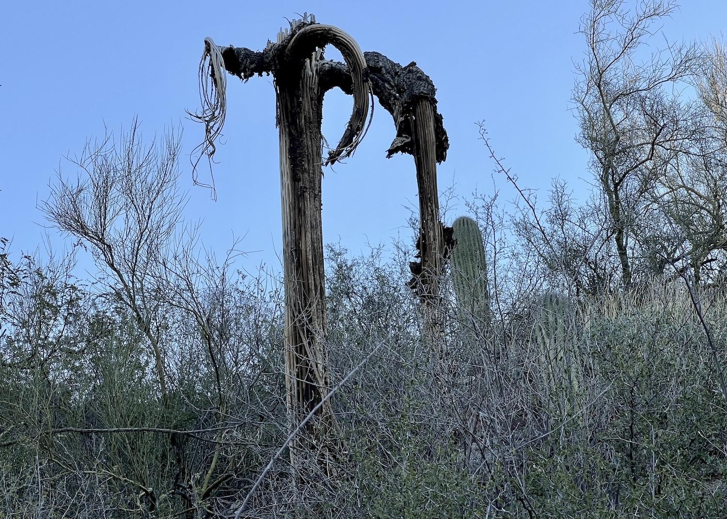On the Ventana Canyon Trail, guide Barry Infuso from Loews Ventana Canyon Resort points out this striking saguaro skeleton.