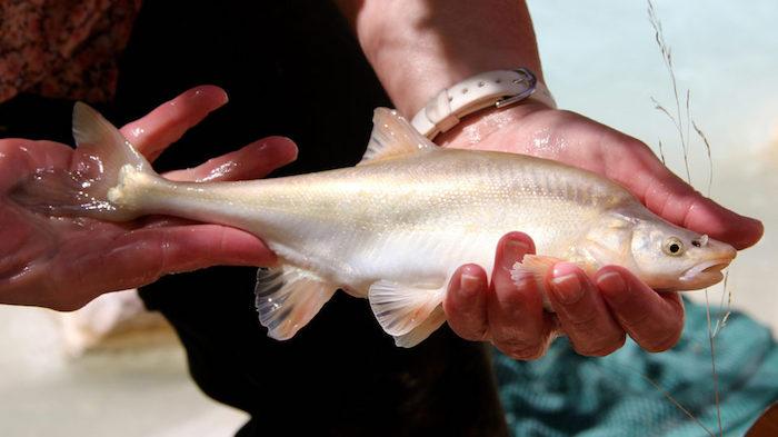 Humpback chub is an endangered fish species found in Grand Canyon National Park