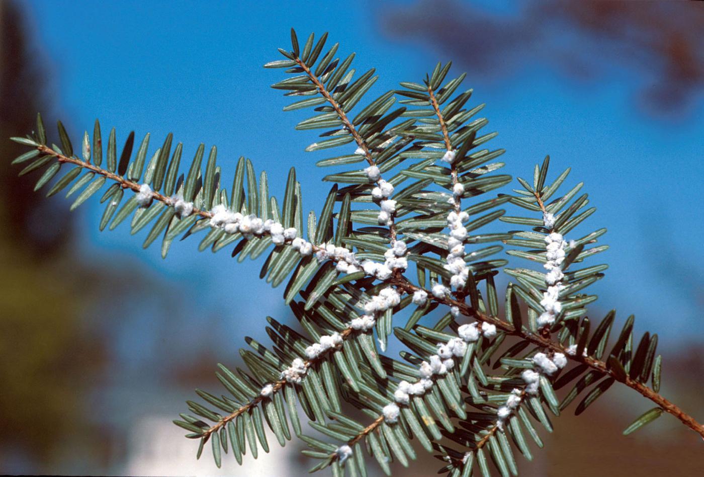 The white puffs are evidence of hemlock woolly adelgid infestation. / Michael Montgomery, USDA Forest Service