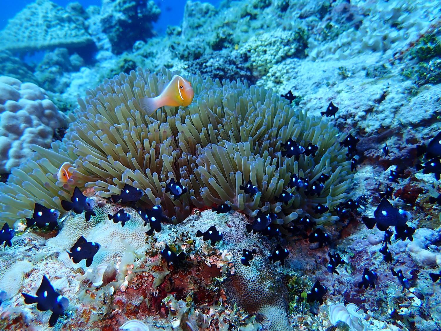 Two clown fish and many threespot damselfish swim around a giant carpet anemone on a coral reef in the Asian marine unit of War in the Pacific National Historical Park, Guam/NPS