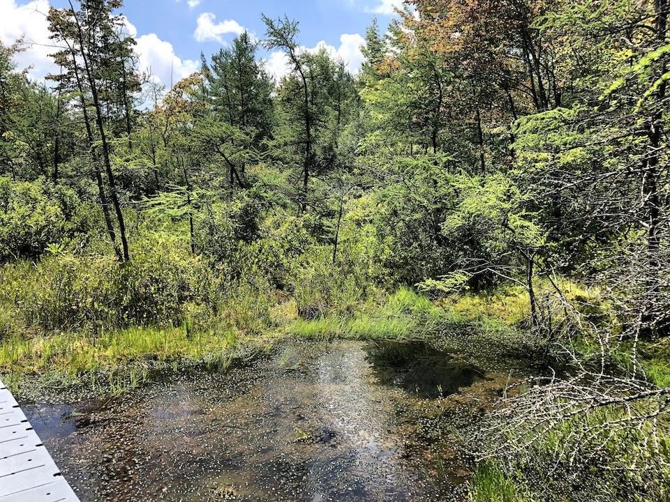 Pinhook Bog at Indiana Dunes National Park is a geologic relic/David Kroese