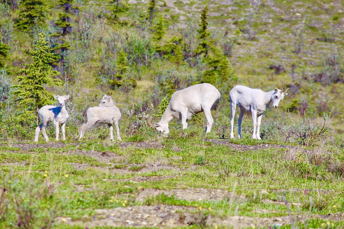 Dall's sheep of varying ages in Ivvavik National Park.