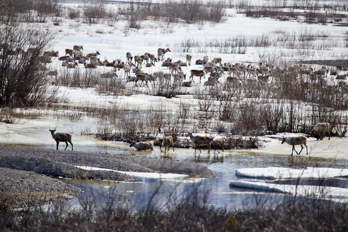 Some of the Porcupine caribou herd arrives to their summer calving grounds.